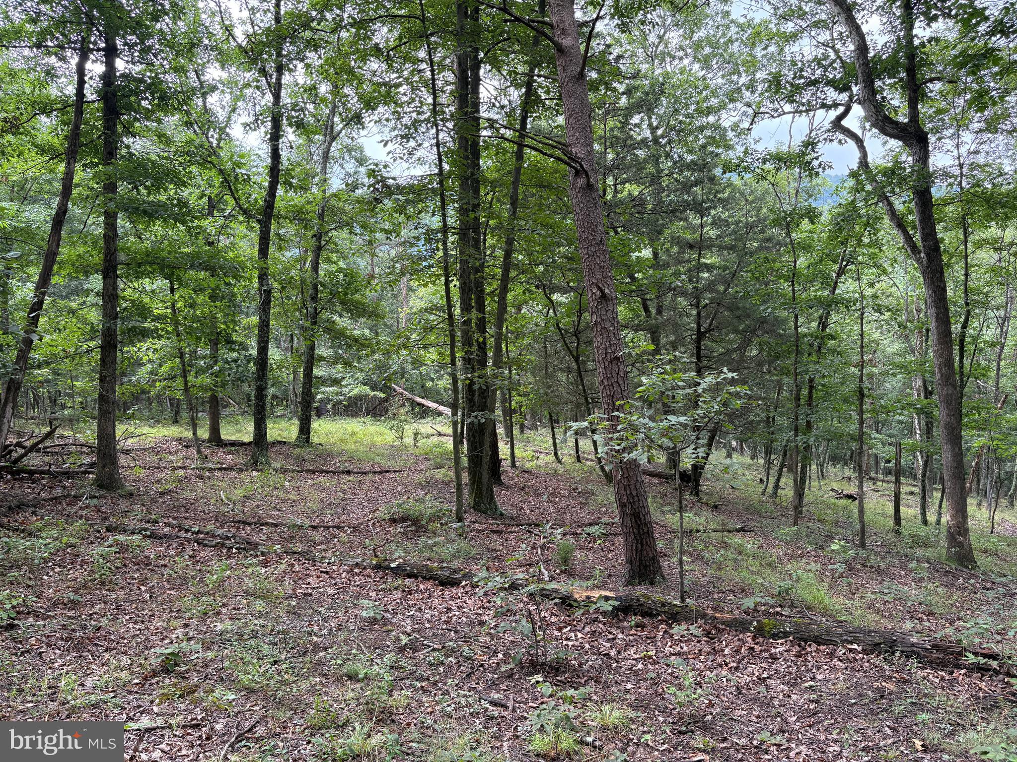 CEDAR GROVE ESTATES - Land