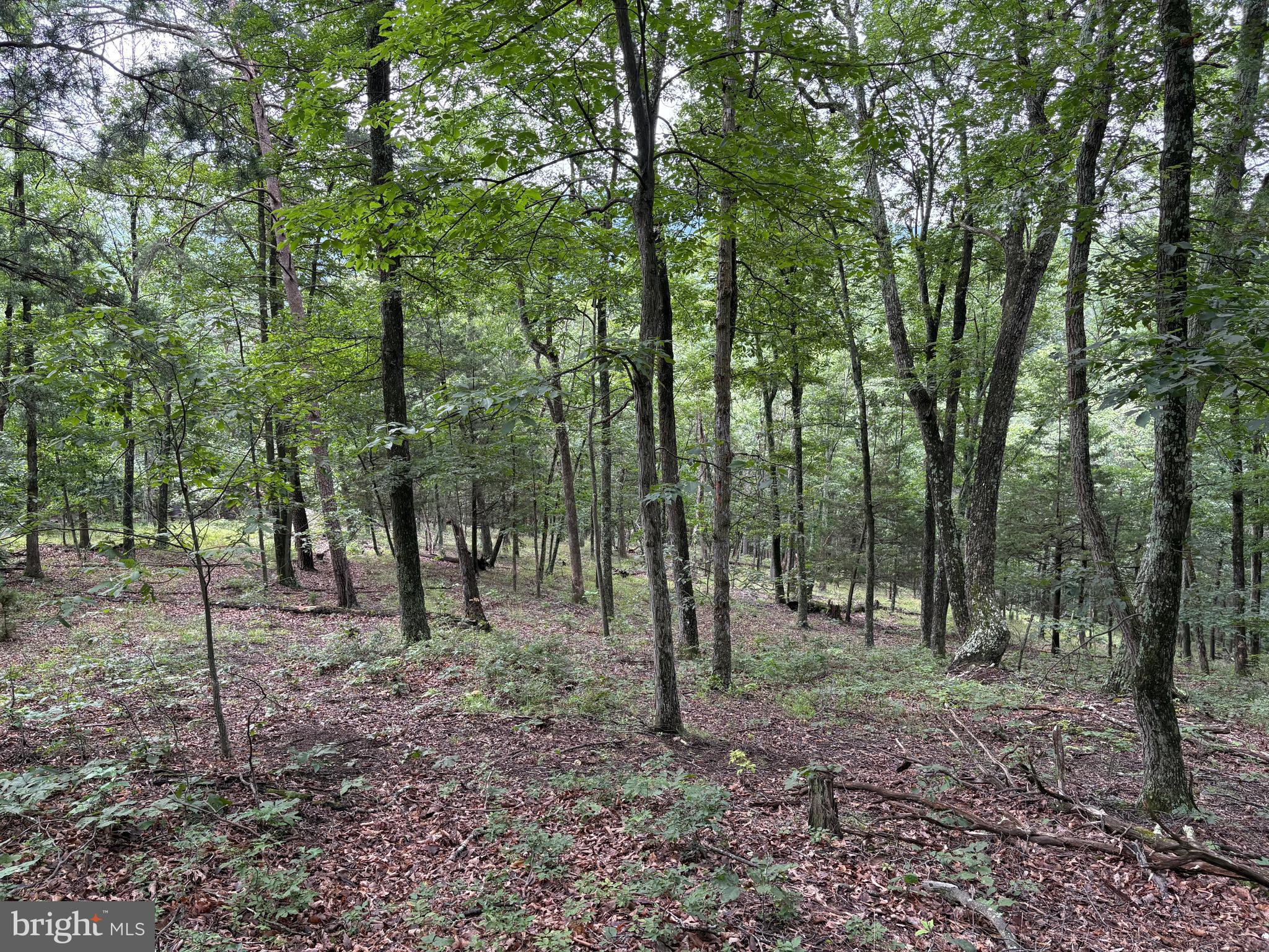 CEDAR GROVE ESTATES - Land