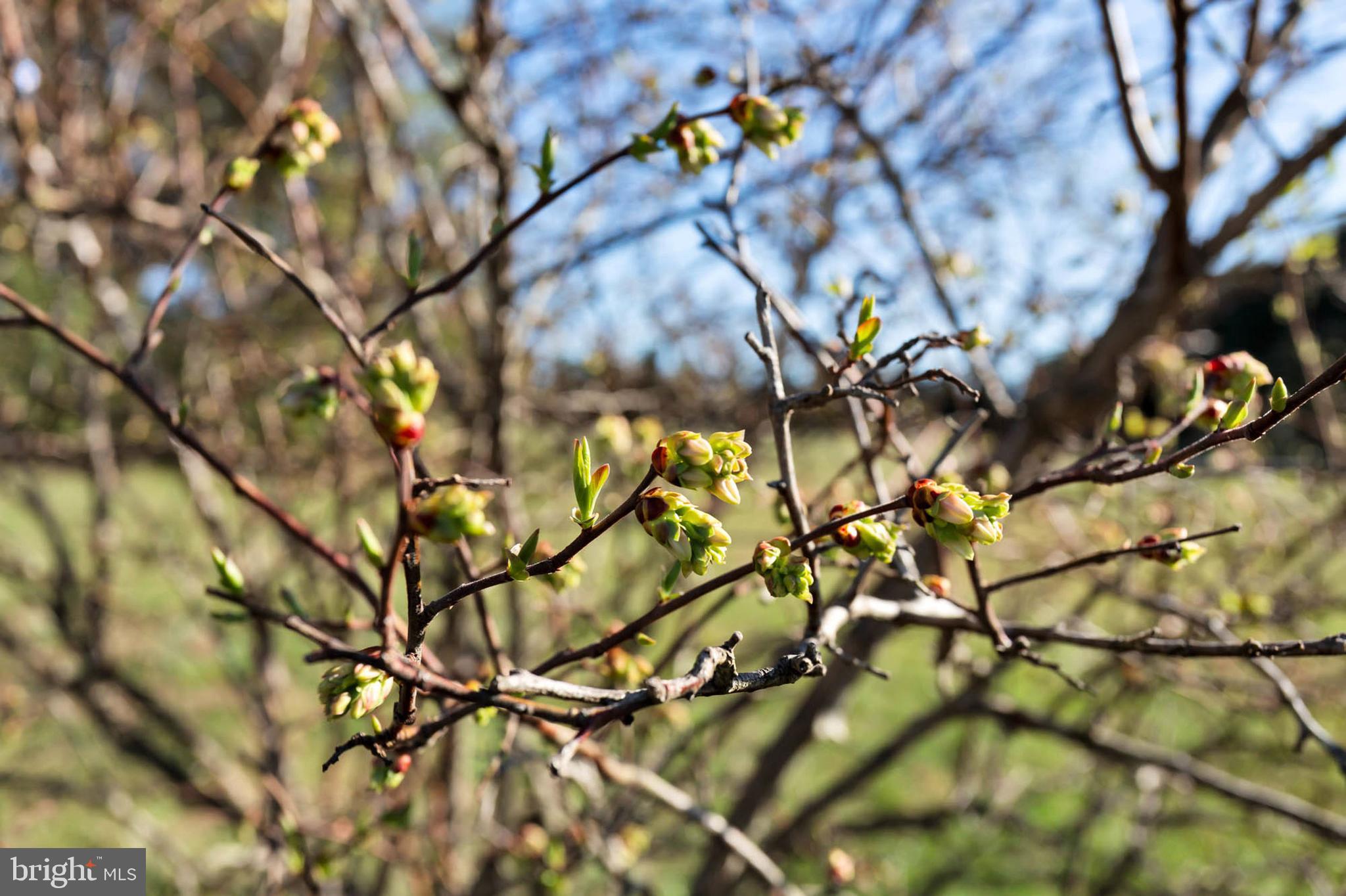 PINE RIDGE FARMS - Residential
