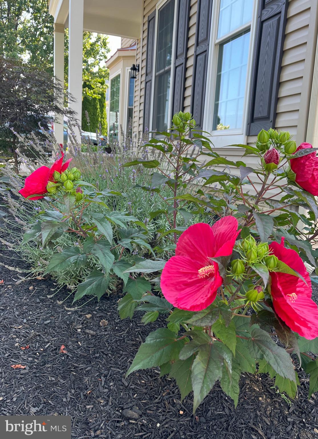 CAMBRIDGE FARMS - Residential