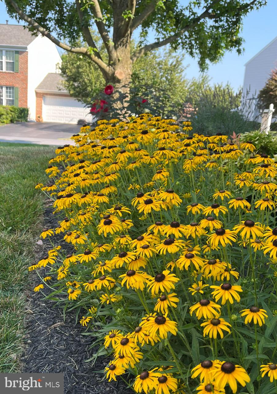 CAMBRIDGE FARMS - Residential