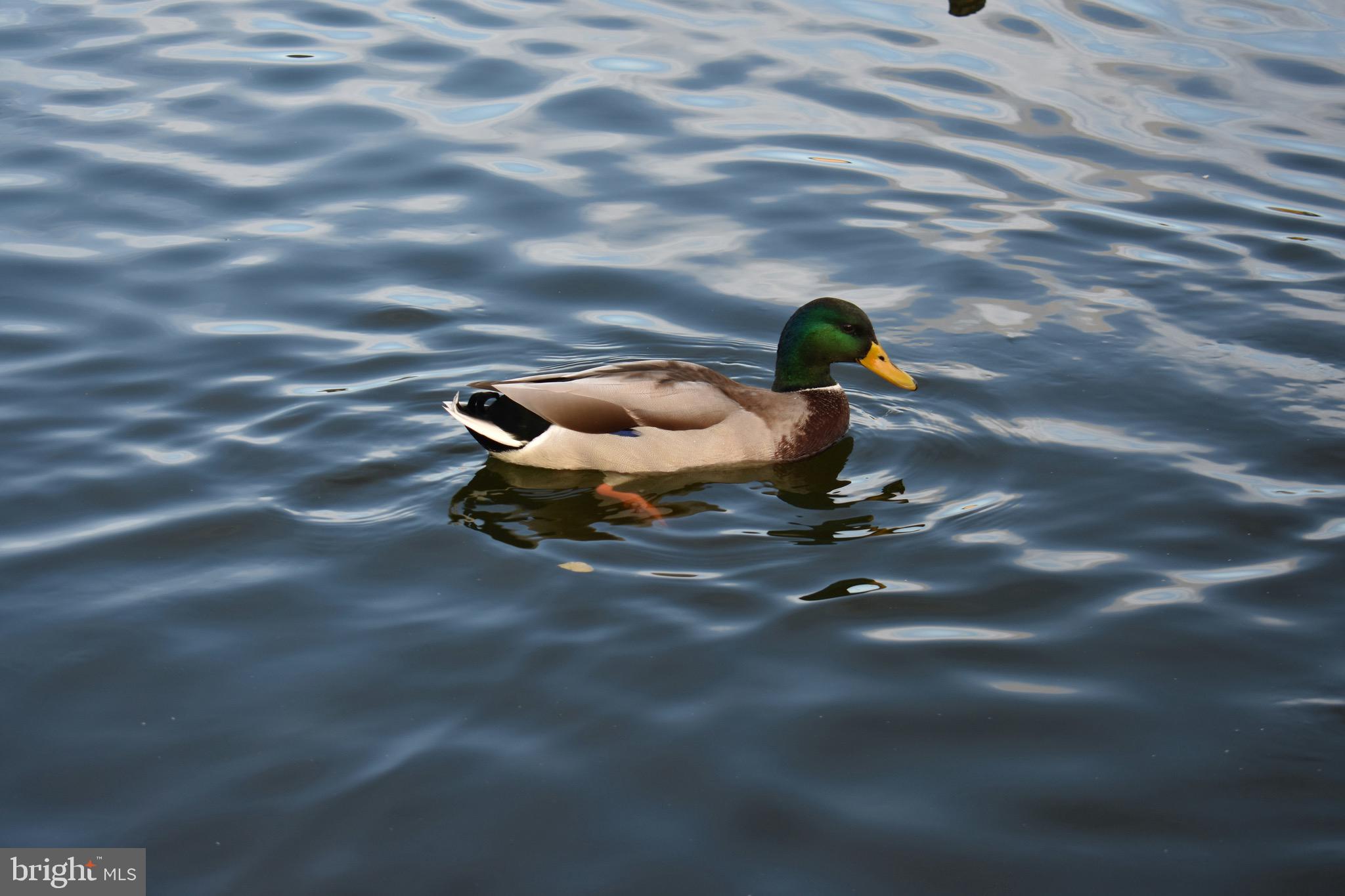 STRATFORD HARBOUR - Residential