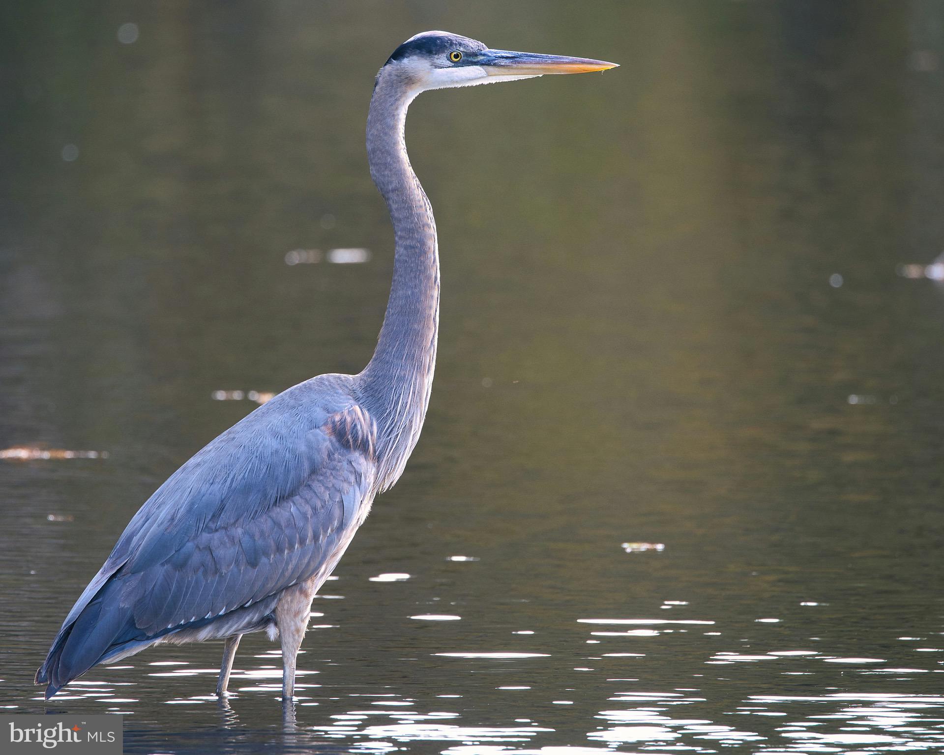 STRATFORD HARBOUR - Residential