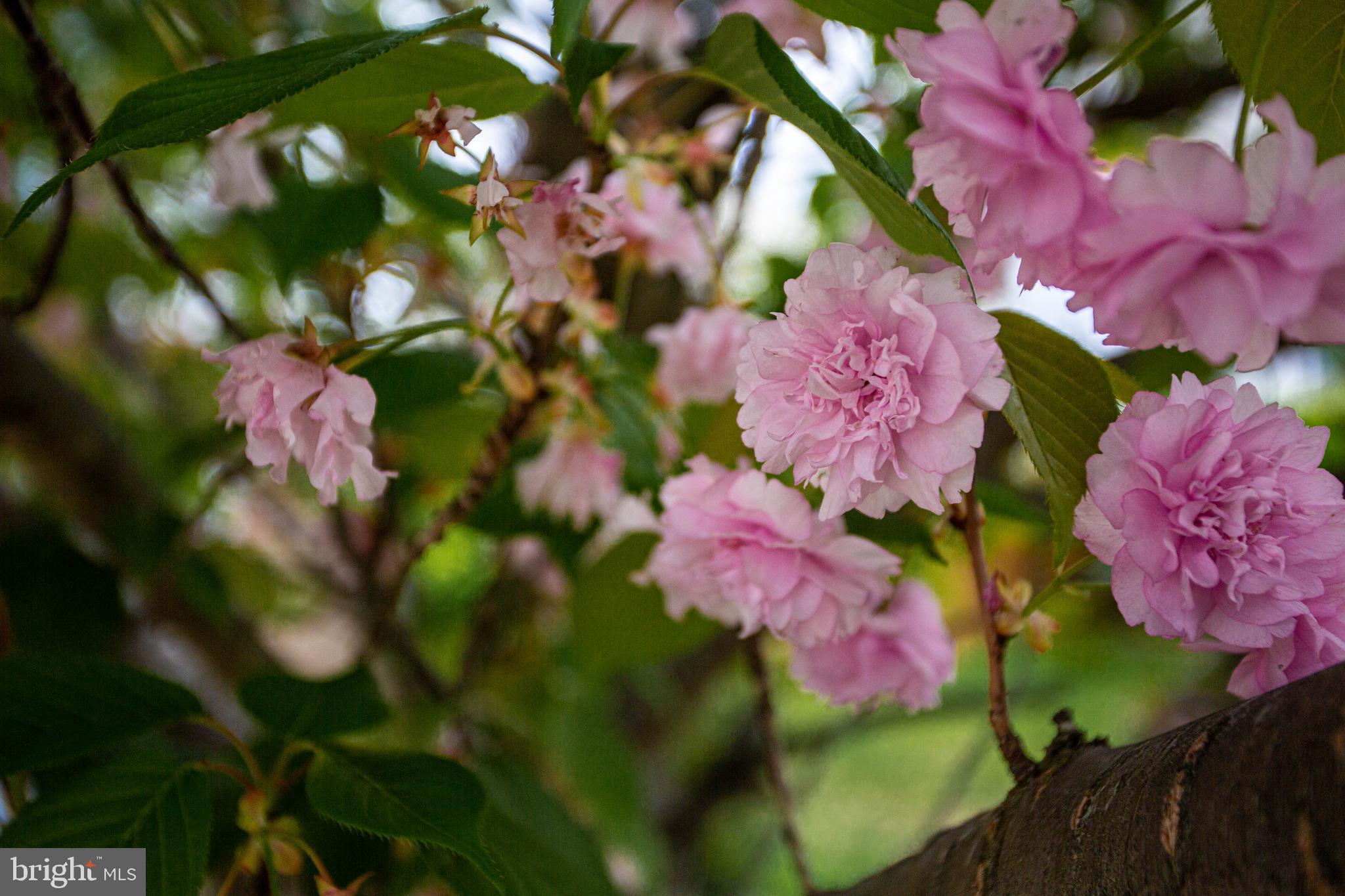 BRIGHTWOOD FOREST - Residential