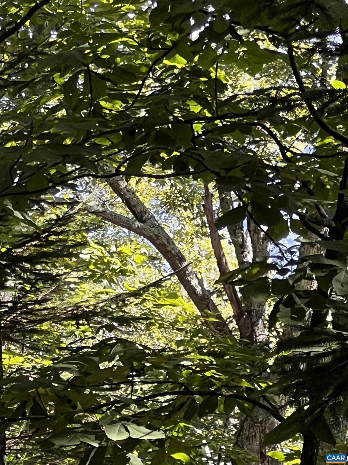 TBD SHAMOKIN SPRINGS TRL 155 CHESTNUT SPRINGS