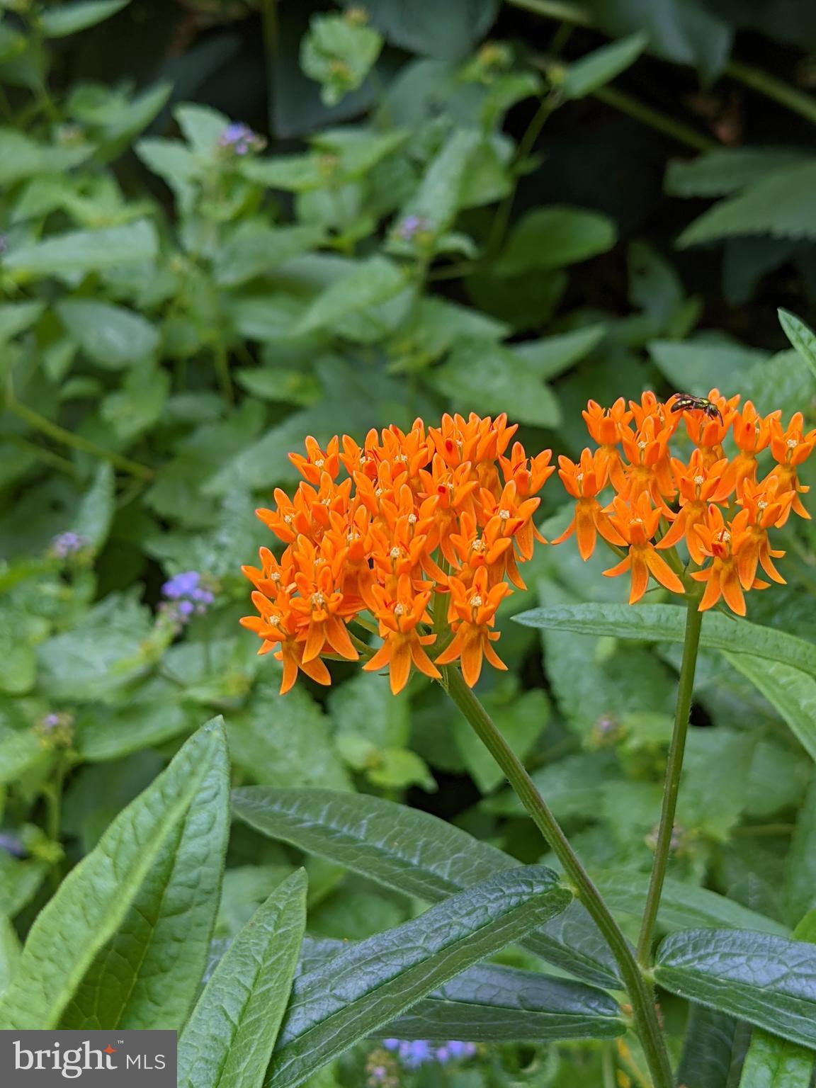 BARKER HILL - Residential