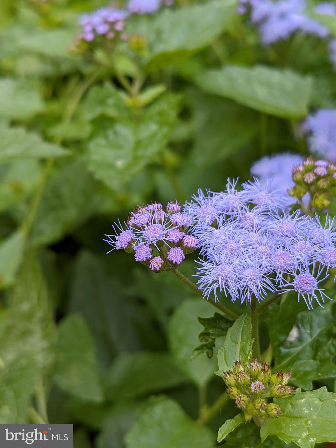 BARKER HILL - Residential