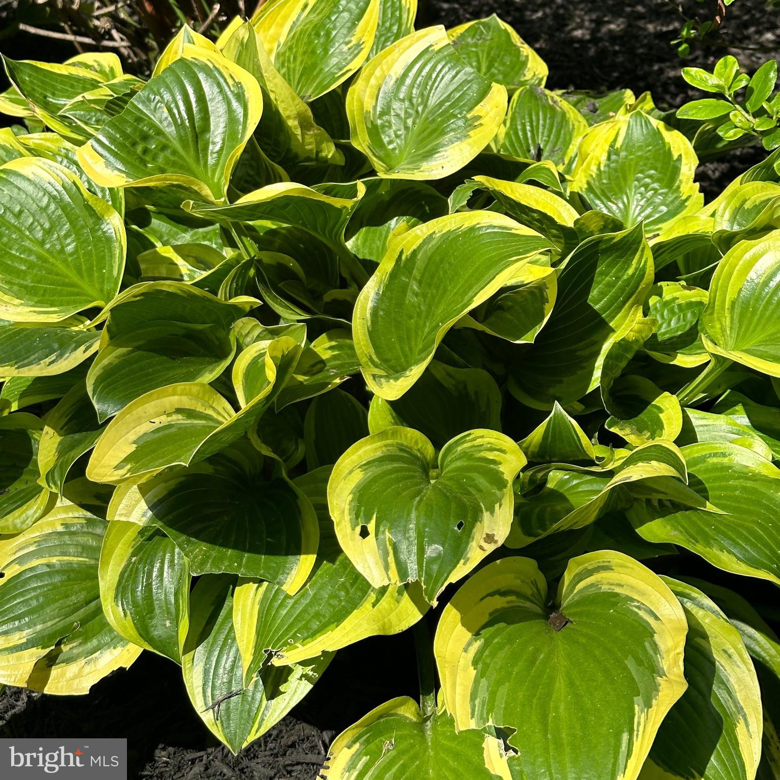 OWINGS MILLS - Residential