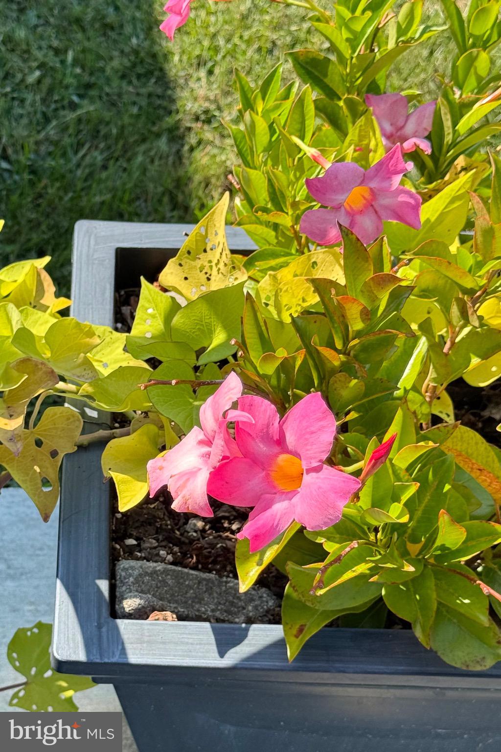 MARIELLEN PARK SUB - Residential