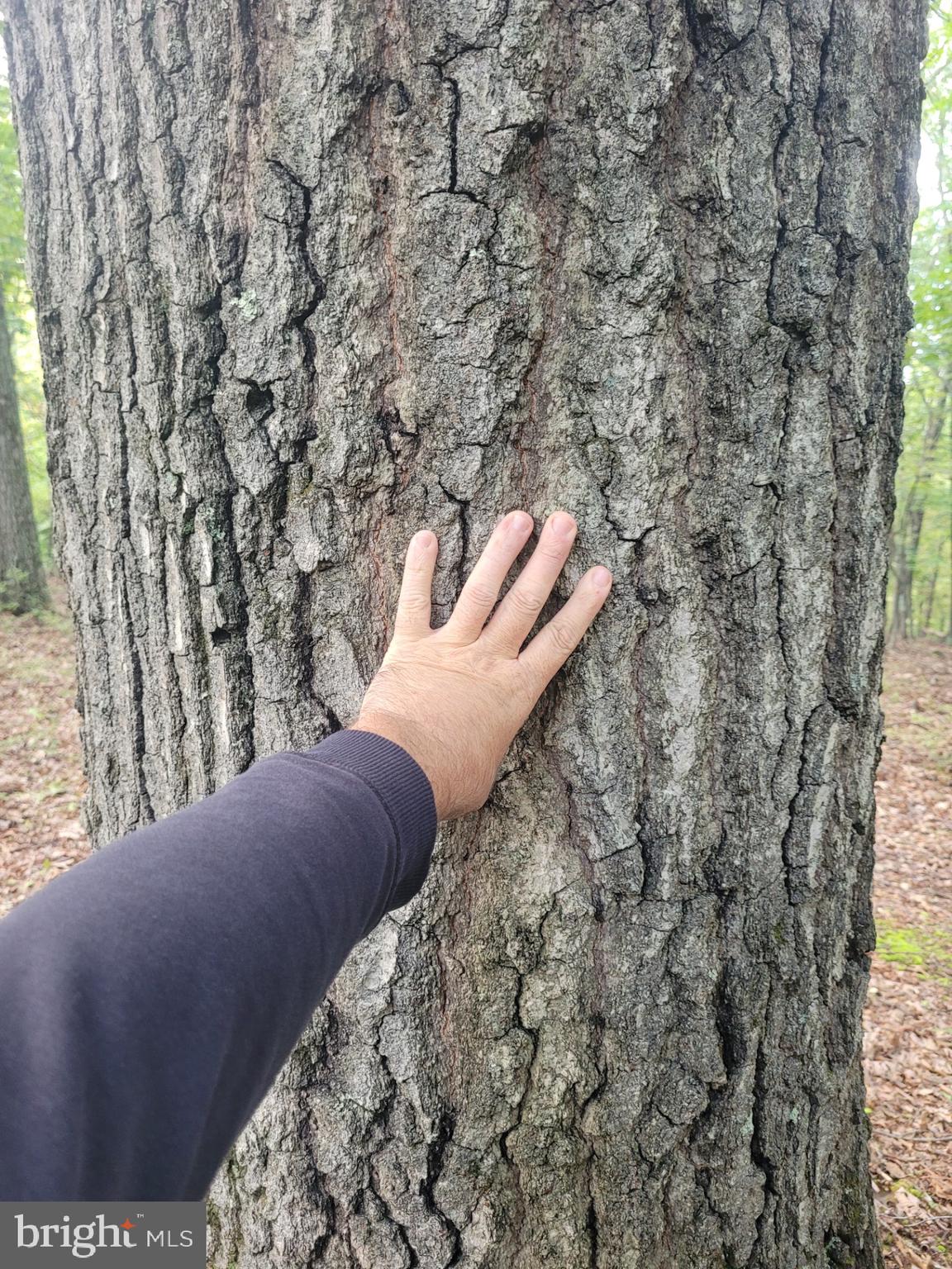 NONE AVAILABLE - Land