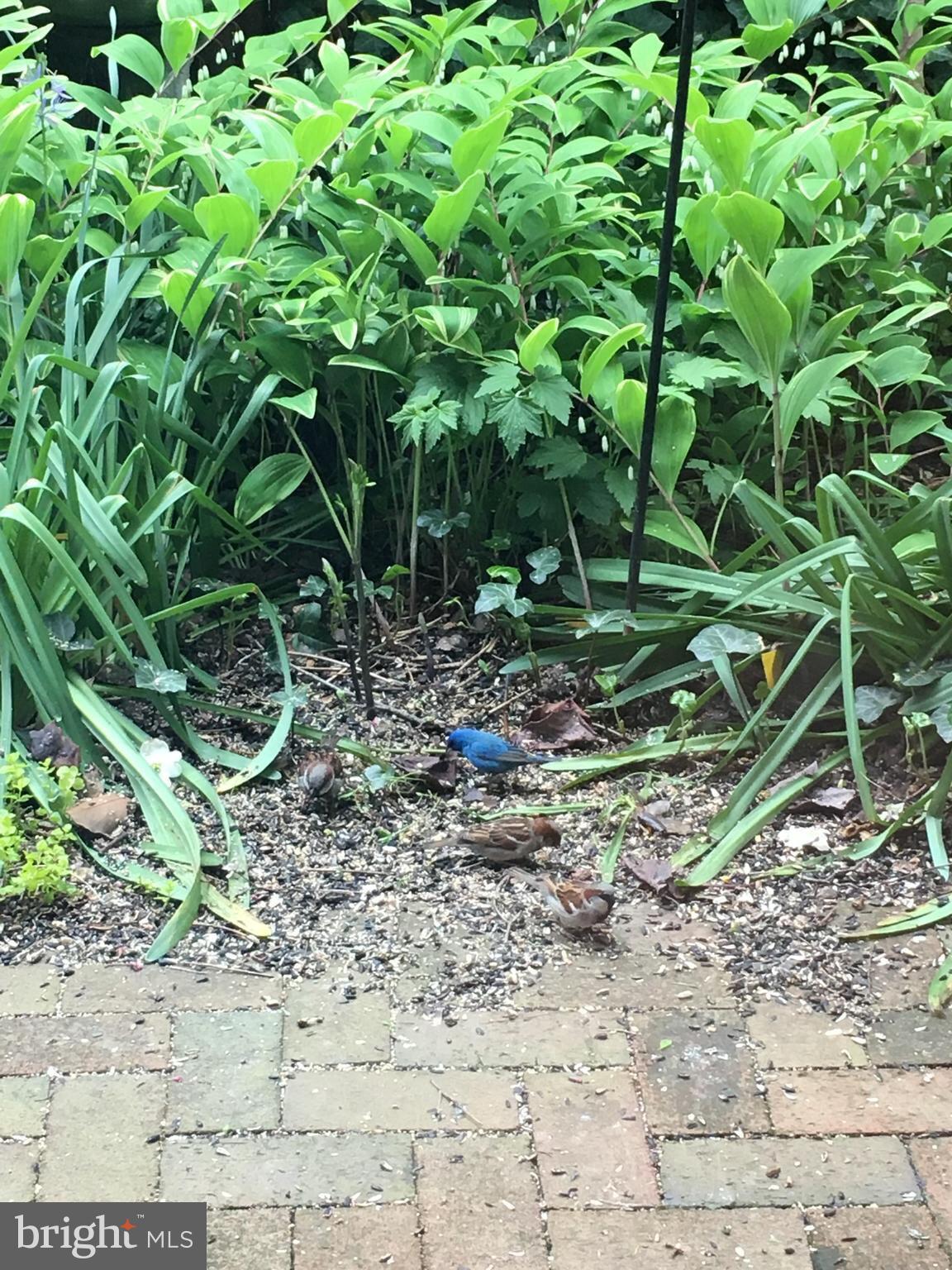 CARLISLE HISTORIC DISTRICT - Residential