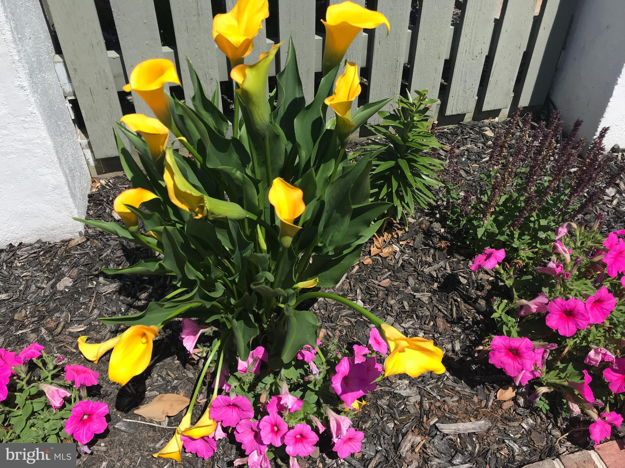 OCEAN CITY HARBOR - Residential