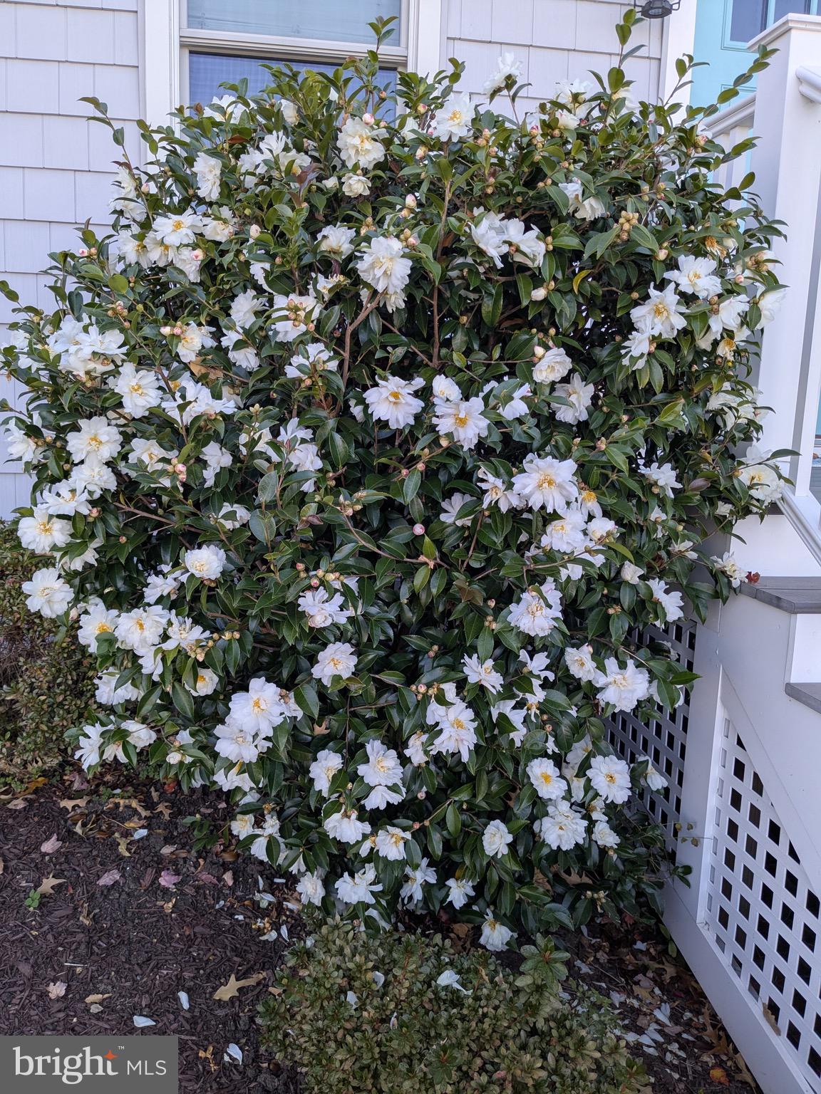 CLOVERLEA - Residential