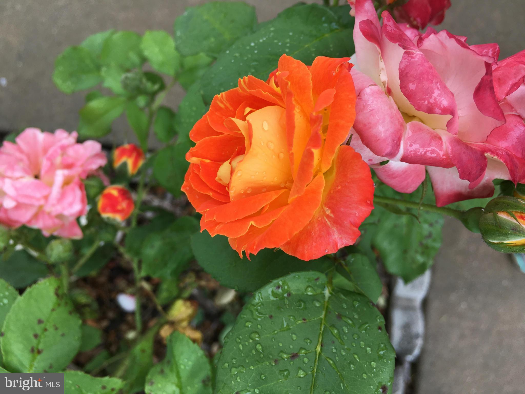 JEFFERSON VILLAGE - Residential