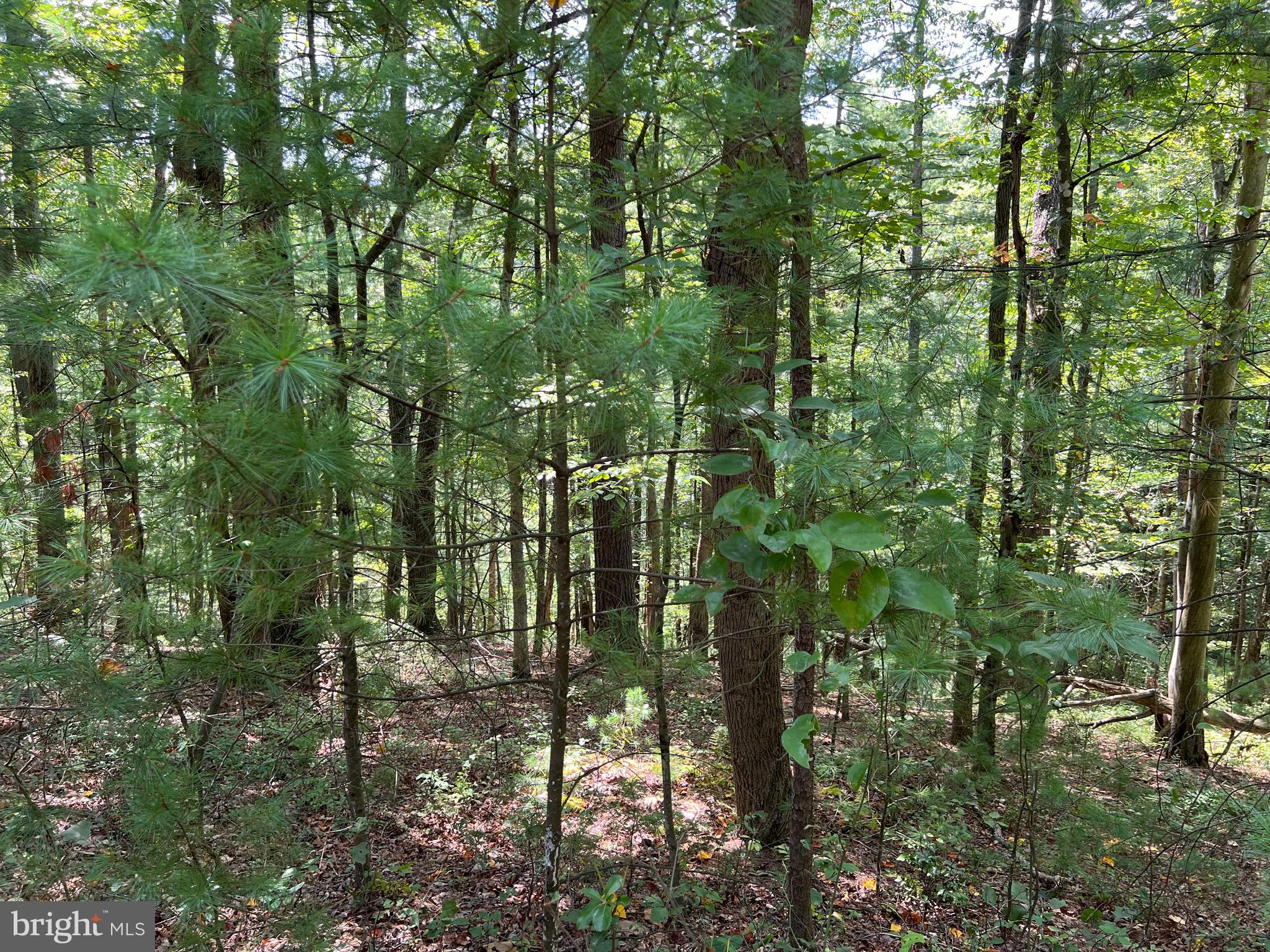 BRYCE  MOUNTAIN  RESORT - Land