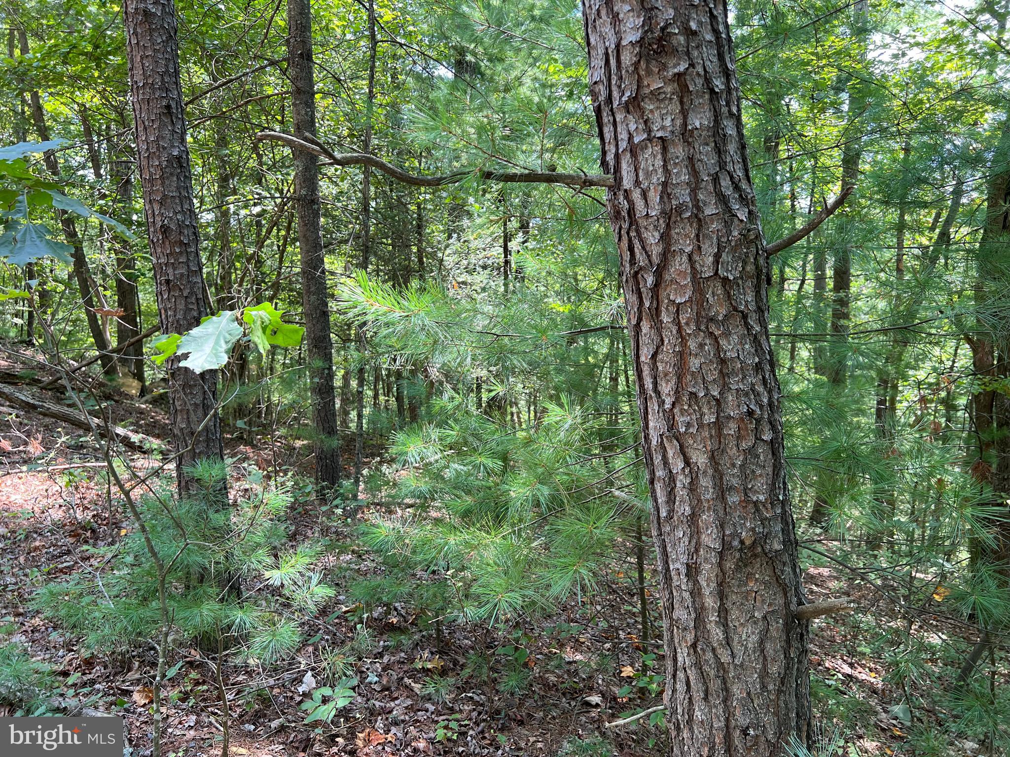 BRYCE  MOUNTAIN  RESORT - Land