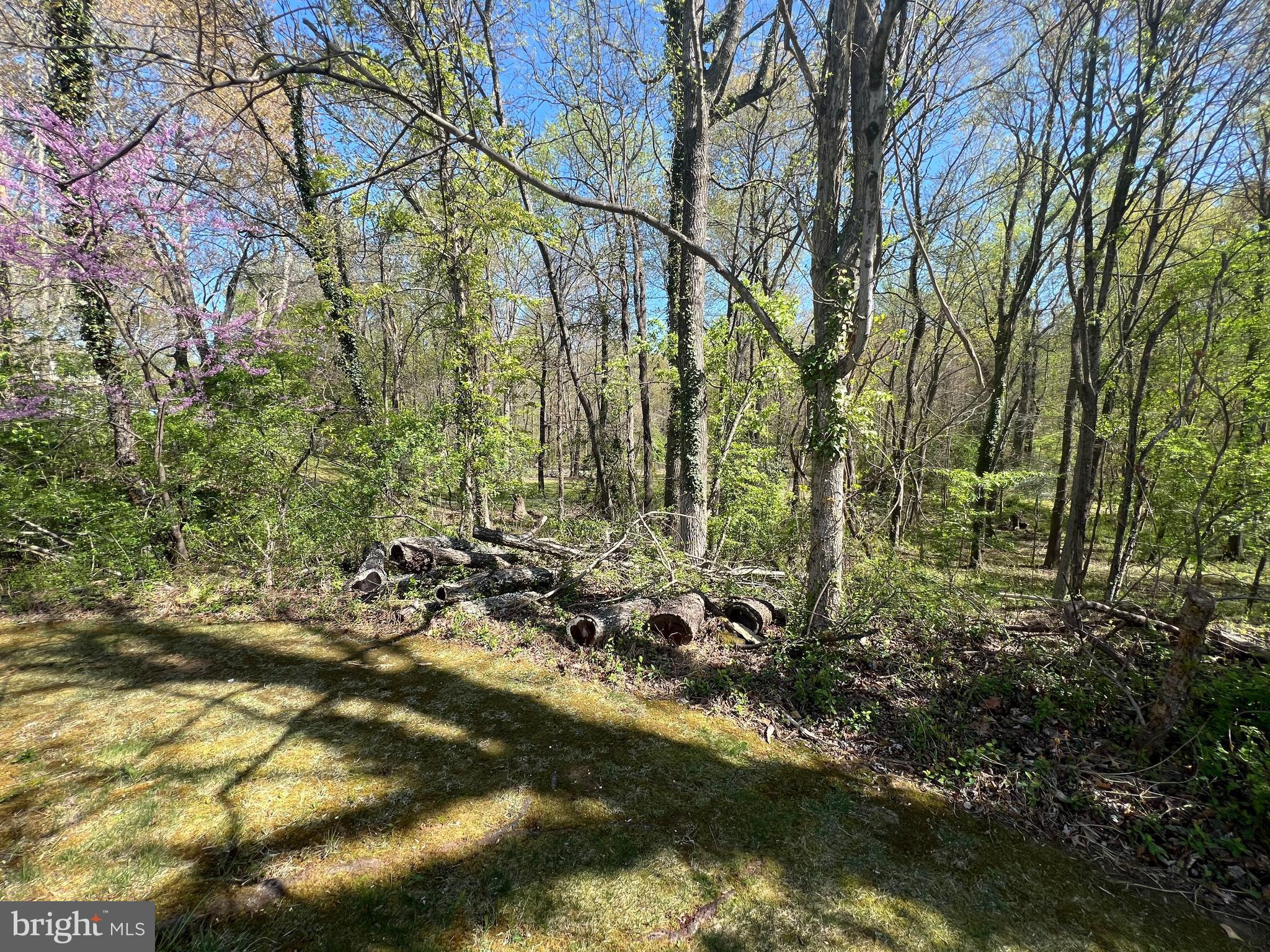 PINE TREE - Residential