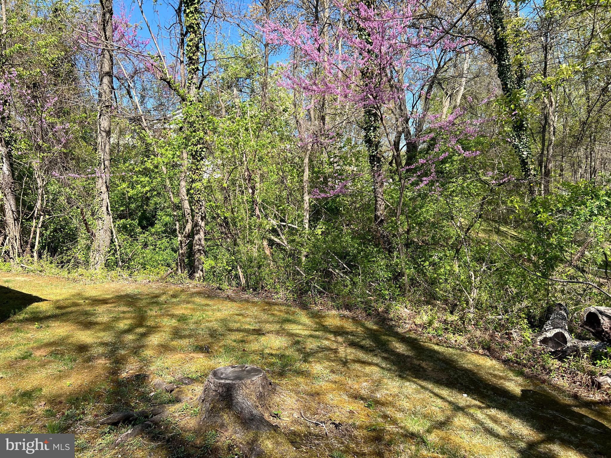 PINE TREE - Residential