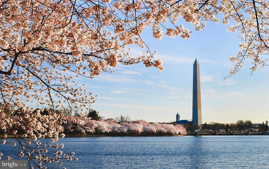 PINE TREE - Residential