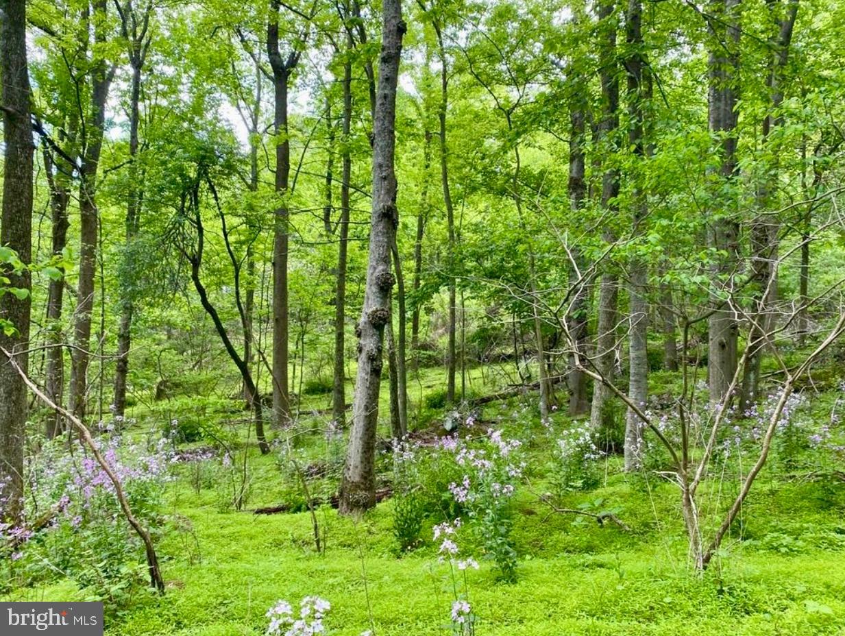 12509 STOTTLEMYER ROAD