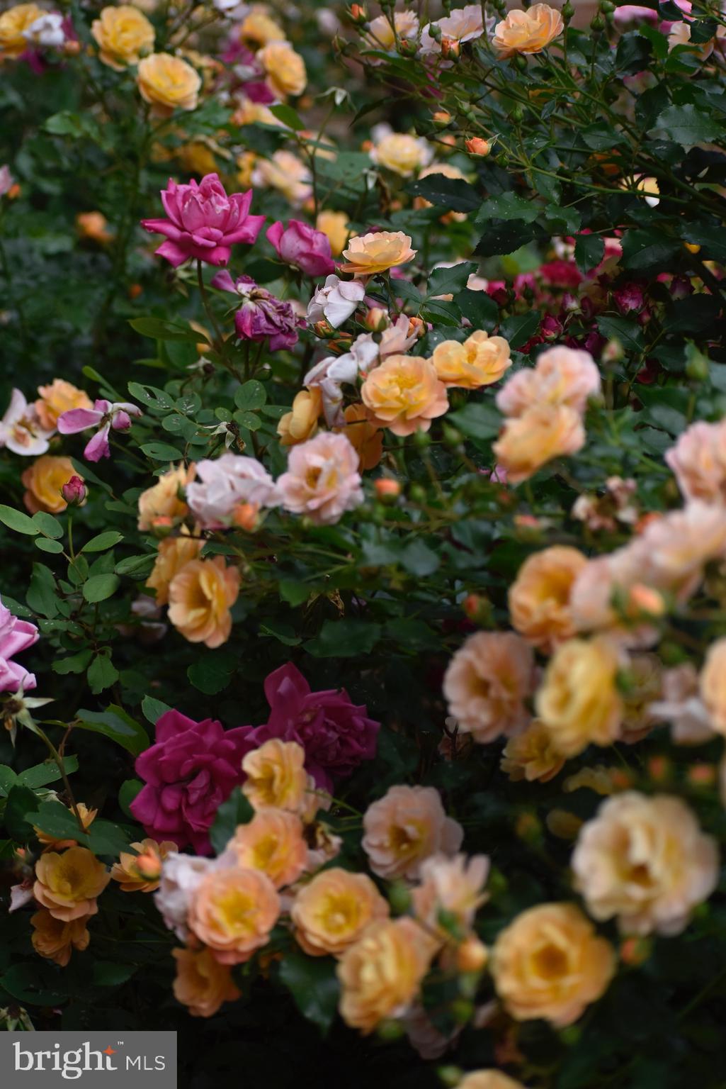 HAMPTON CHASE - Residential