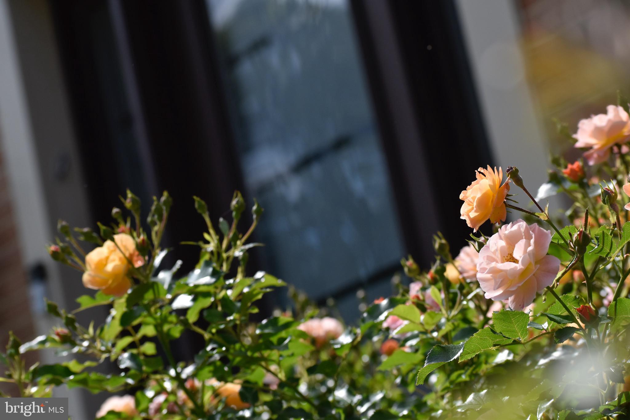 HAMPTON CHASE - Residential