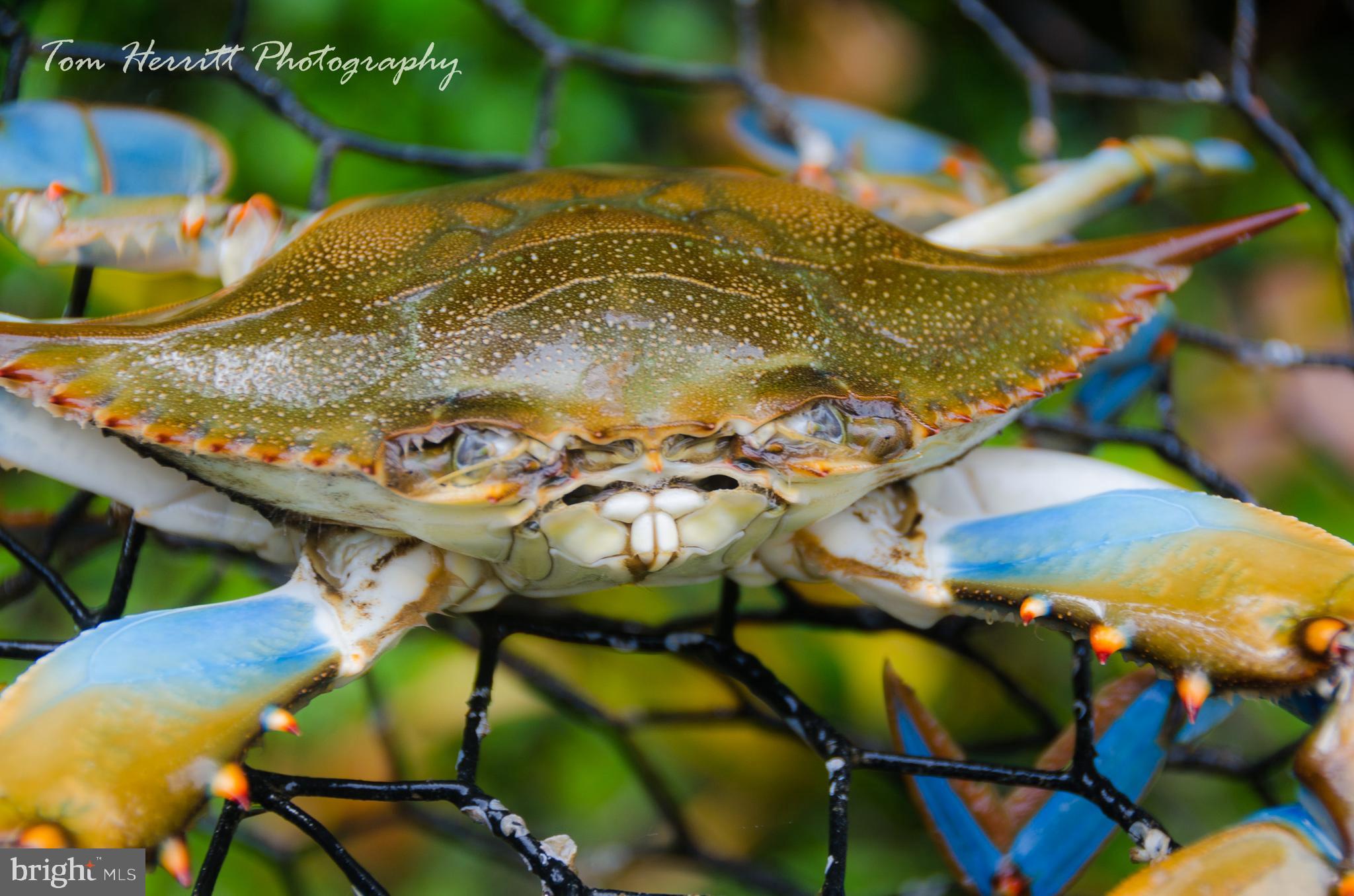 LAKE KARYLBROOK - Residential
