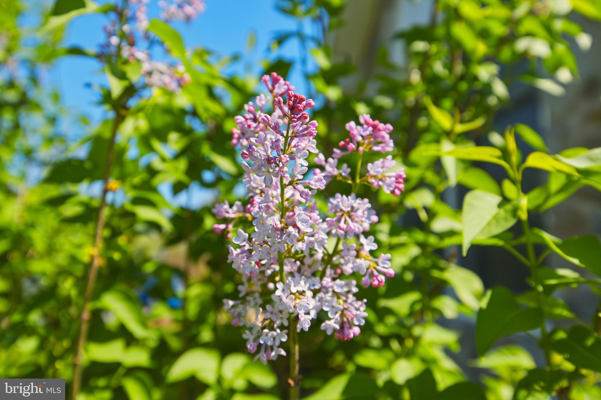 ELLENDELL - Residential