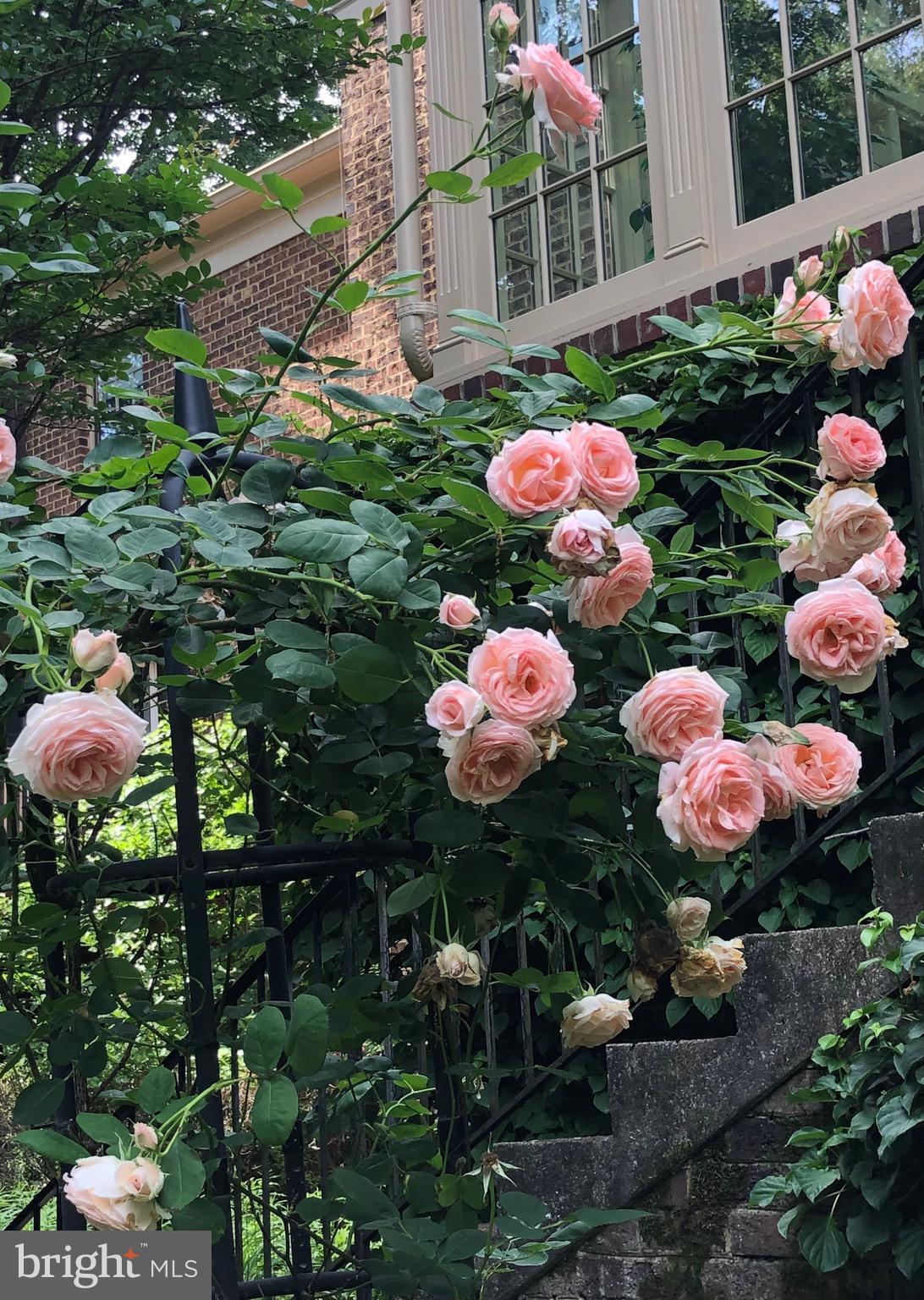 BRADLEY HILLS GROVE - Residential