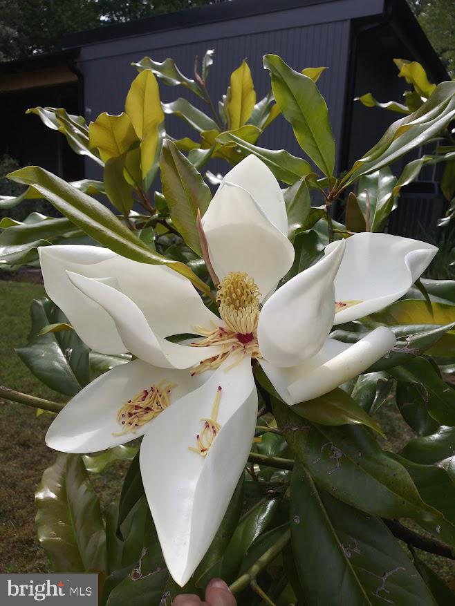 ARGYLE HEIGHTS - Residential