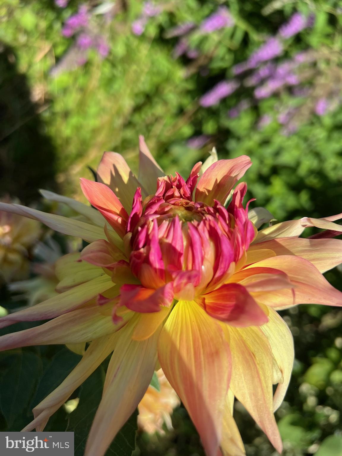 ROXBOROUGH - Residential