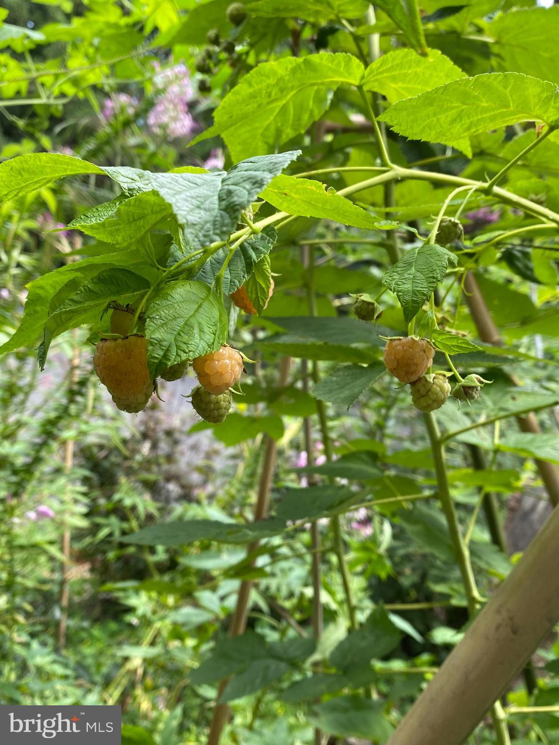 HOLMES RUN ACRES - Residential