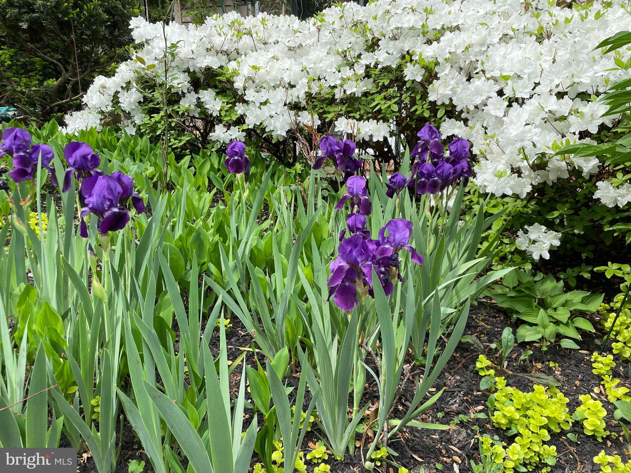 HOLMES RUN ACRES - Residential