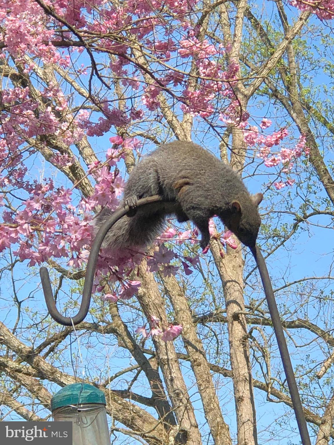 HOLMES RUN ACRES - Residential