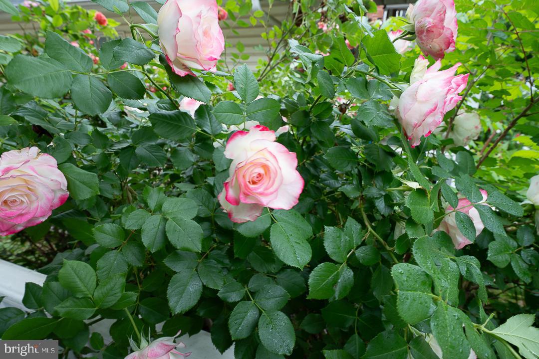 EAST FALLS - Residential