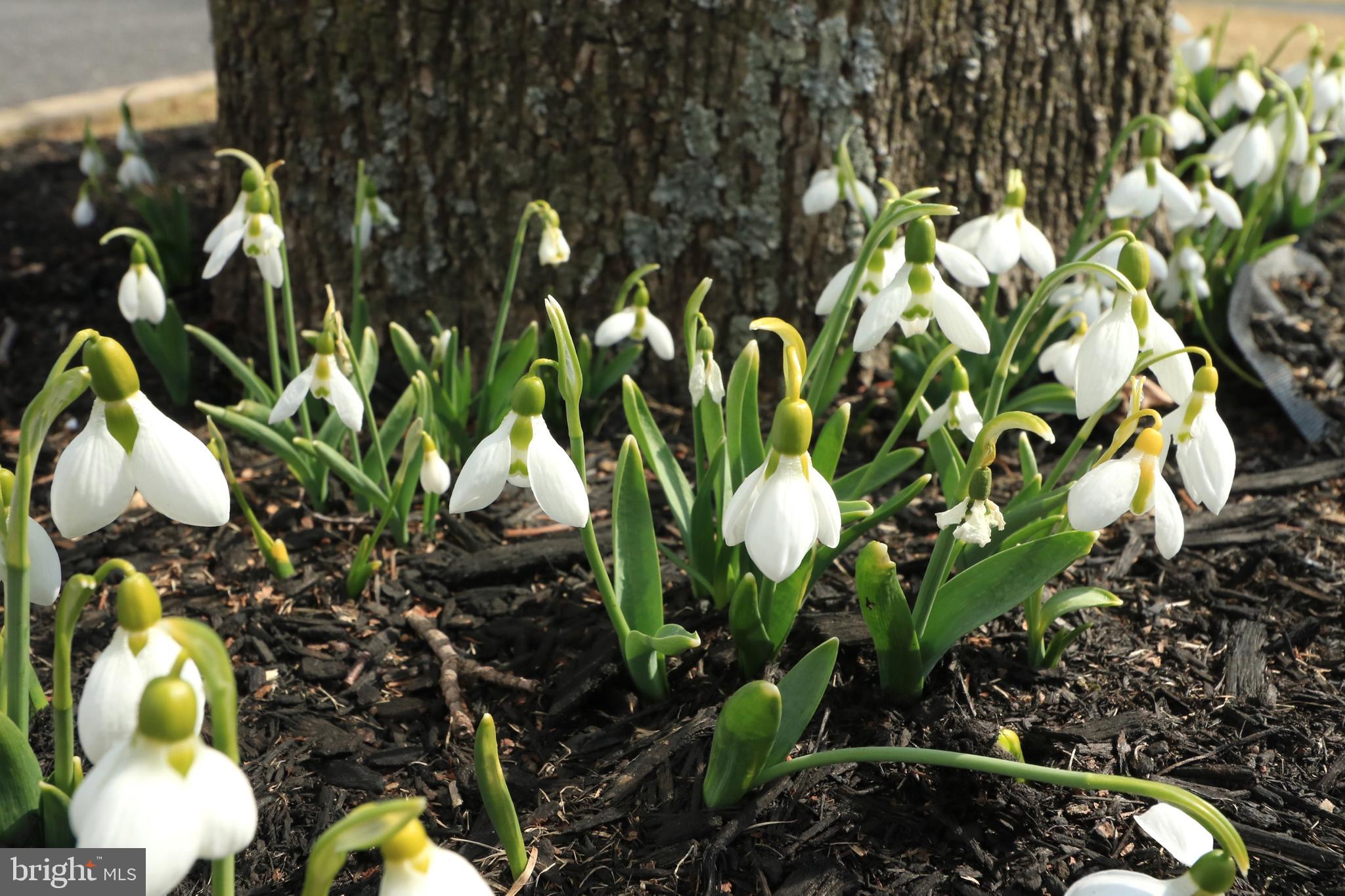 CENTRE HILLS - Residential