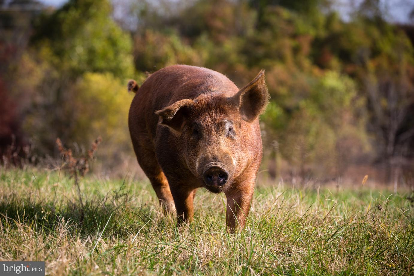 SPERRYVILLE - Residential