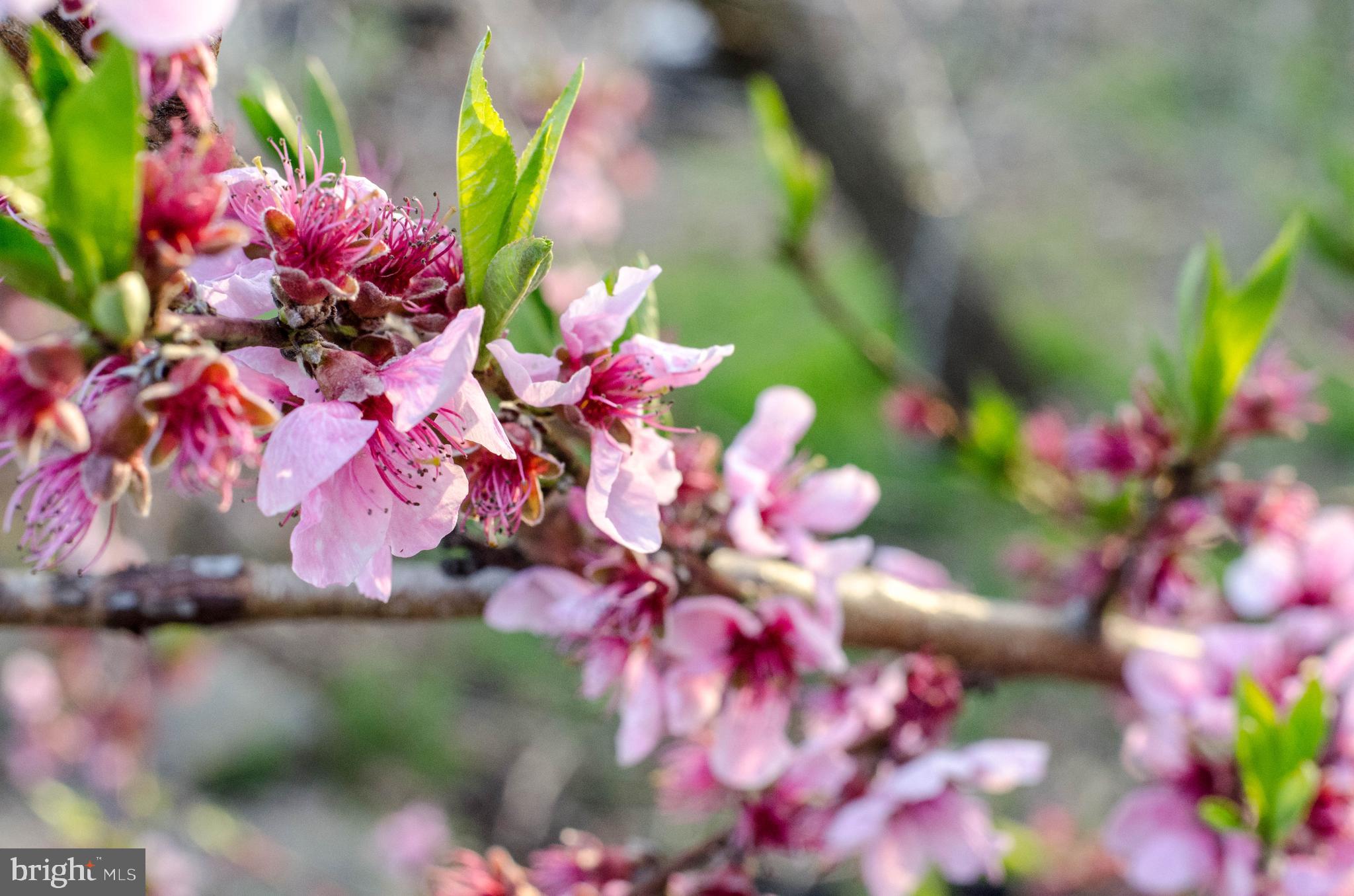 SPERRYVILLE - Residential