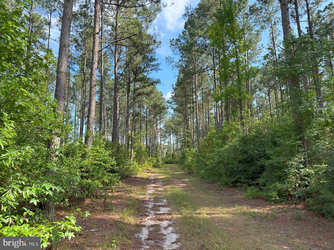 BLACK CREEK ROAD (TRACT: CHESAPEAKE SURRY GRIFFIN)
