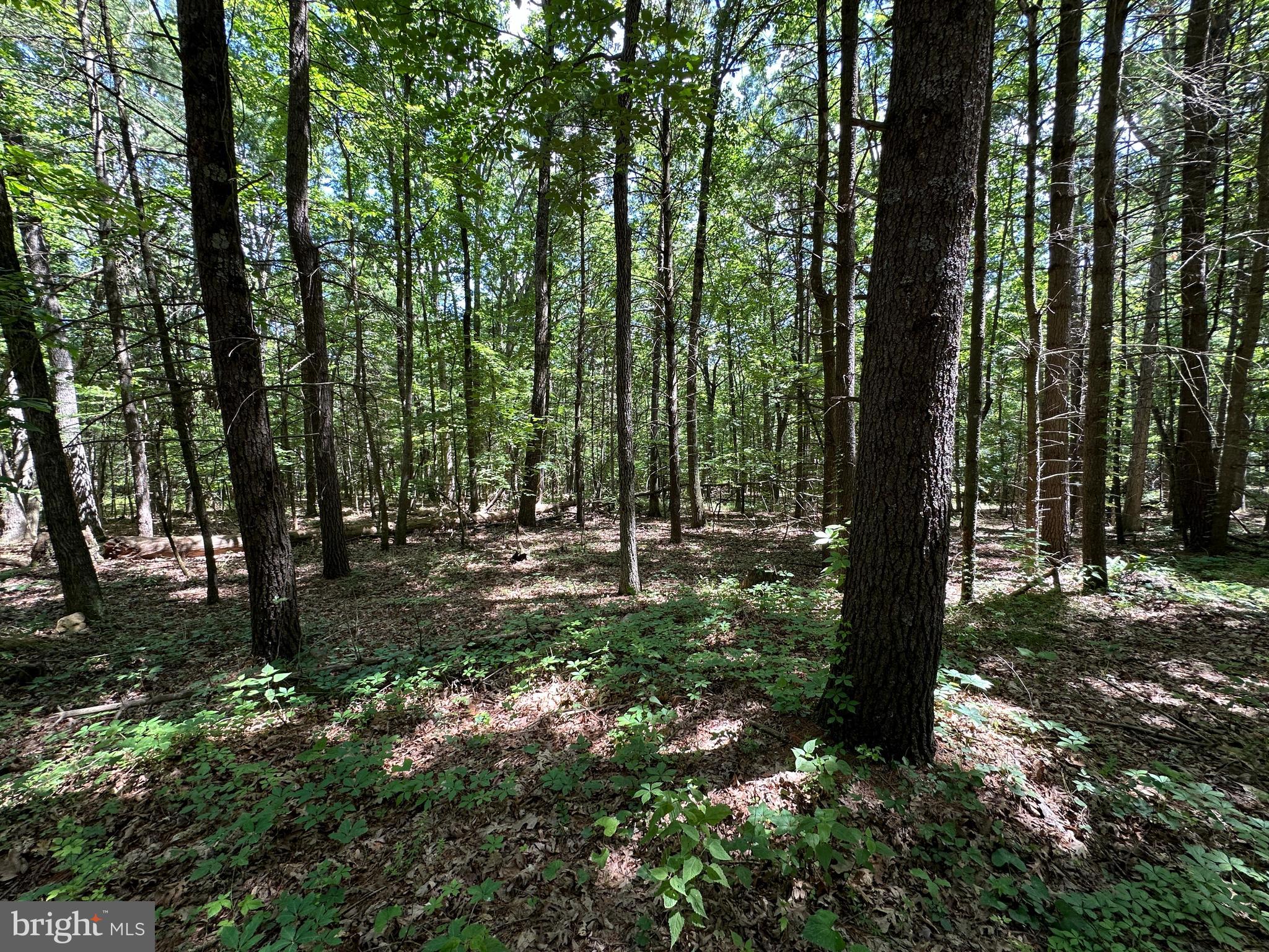 COVE MOUNTAIN ESTATES - Land