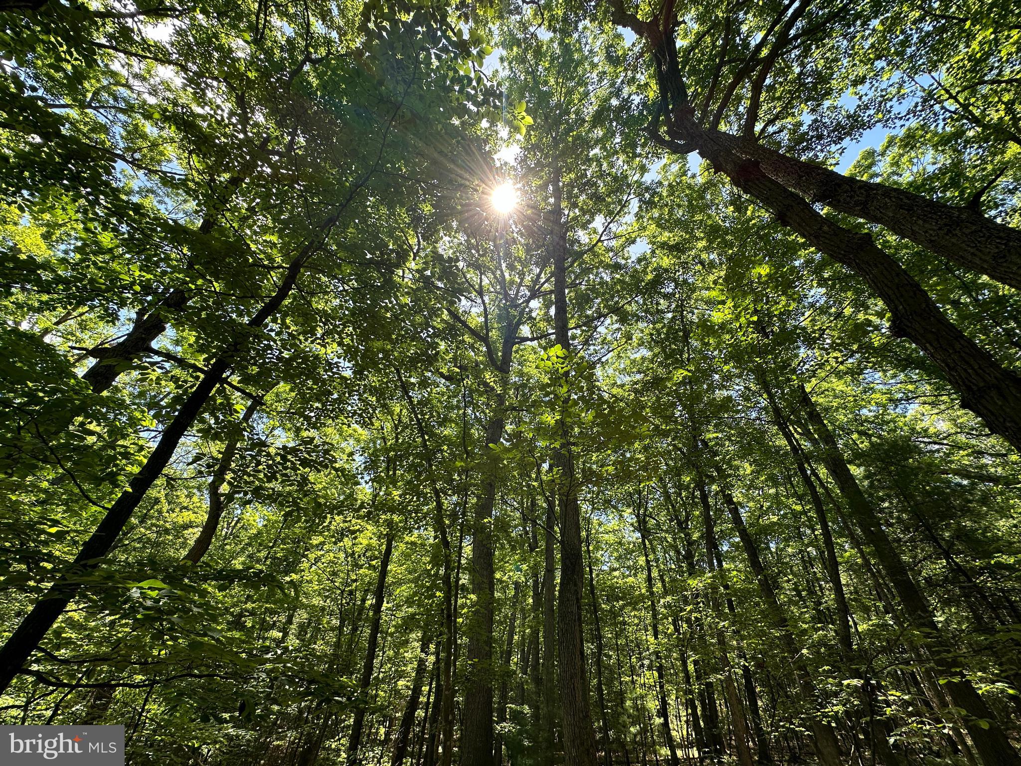 COVE MOUNTAIN ESTATES - Land