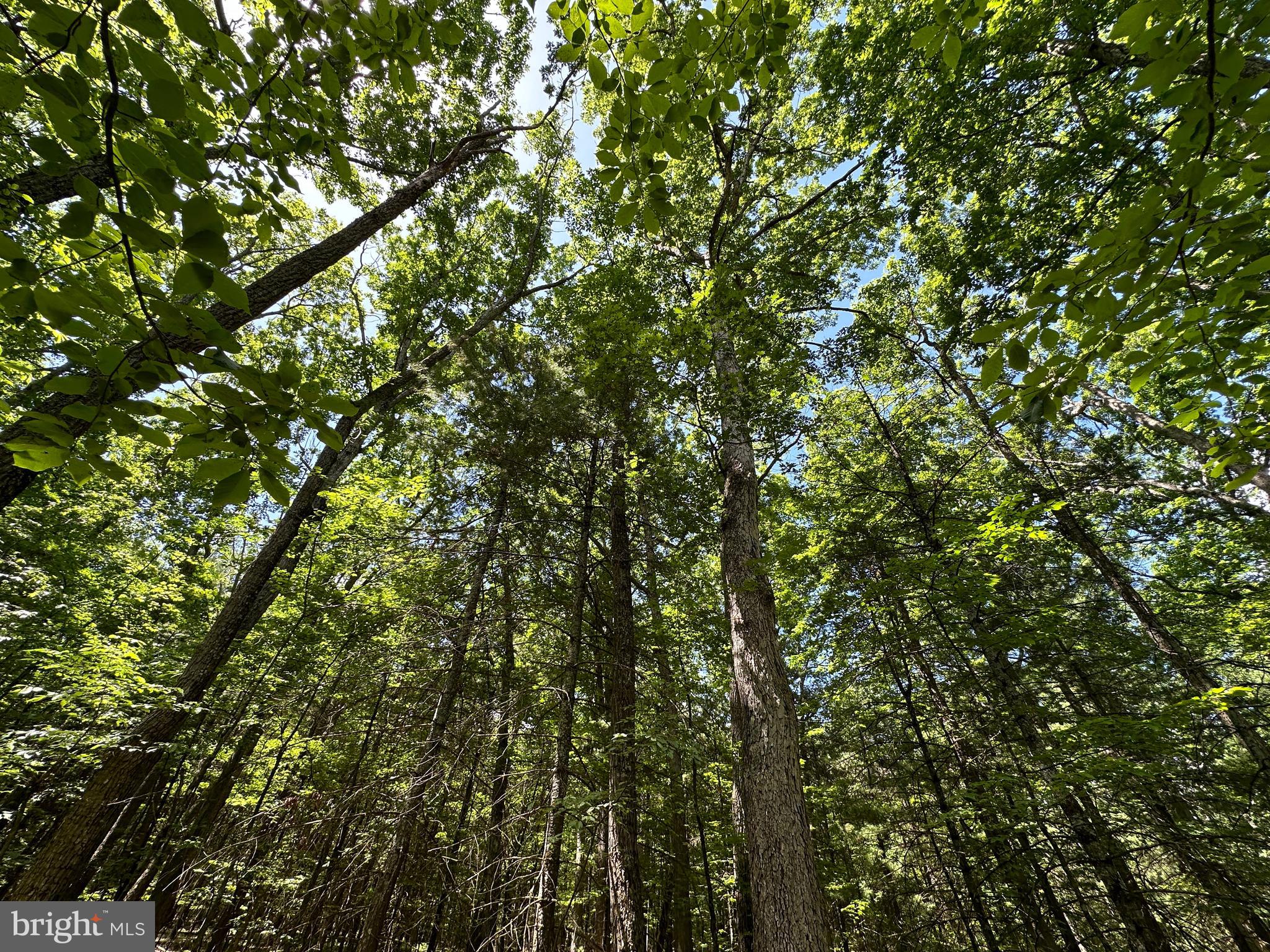 COVE MOUNTAIN ESTATES - Land