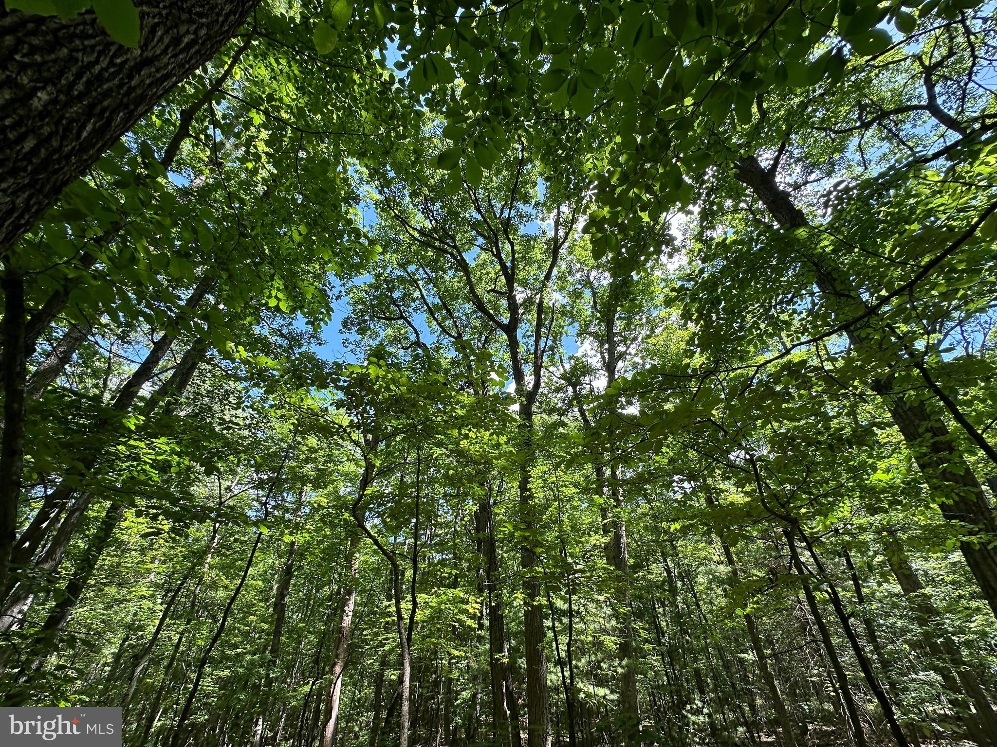 COVE MOUNTAIN ESTATES - Land