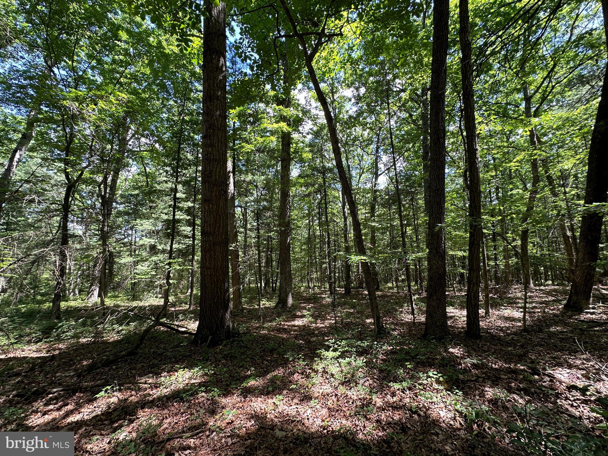 COVE MOUNTAIN ESTATES - Land