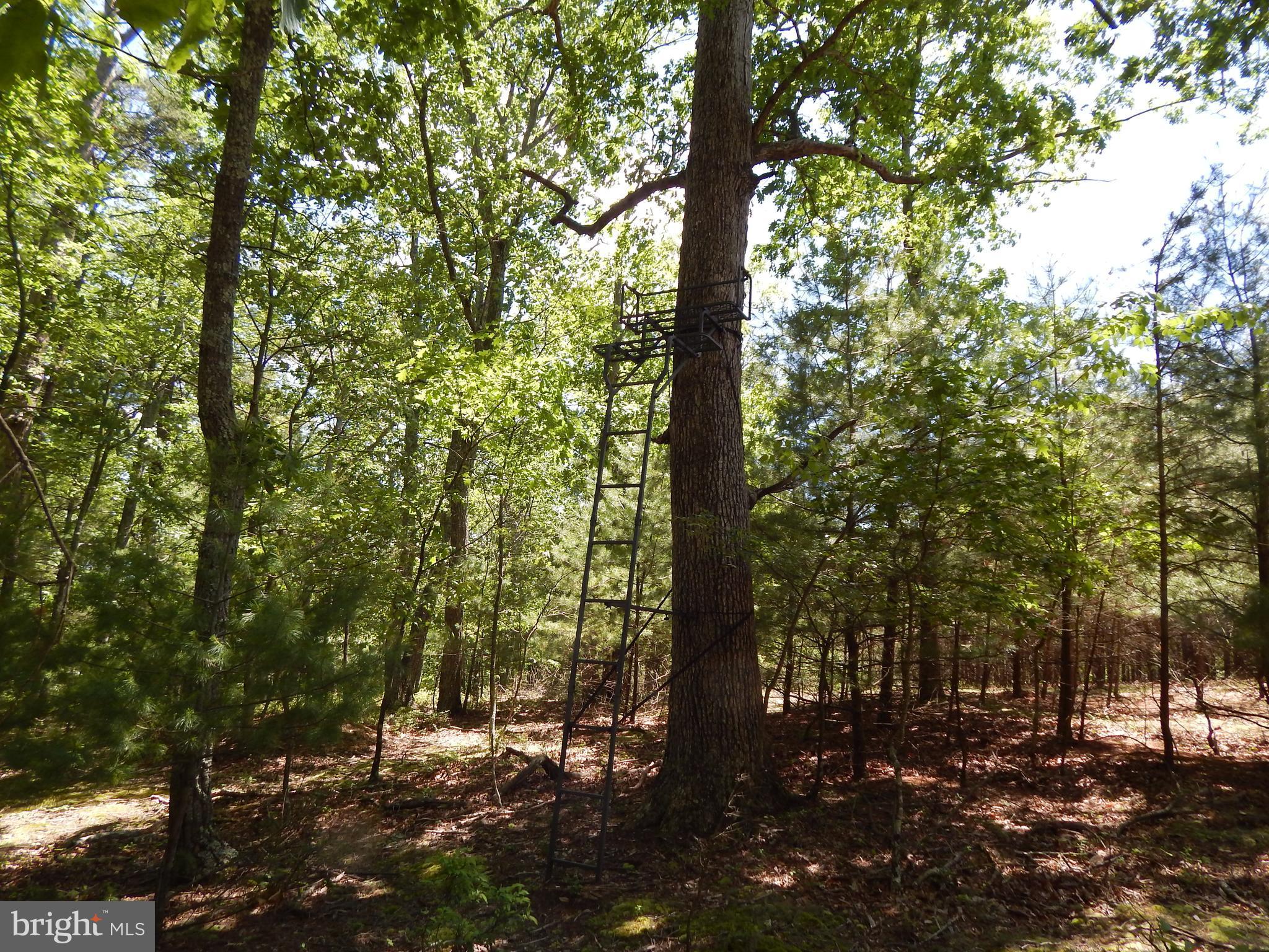 CACAPON SOUTH - Land