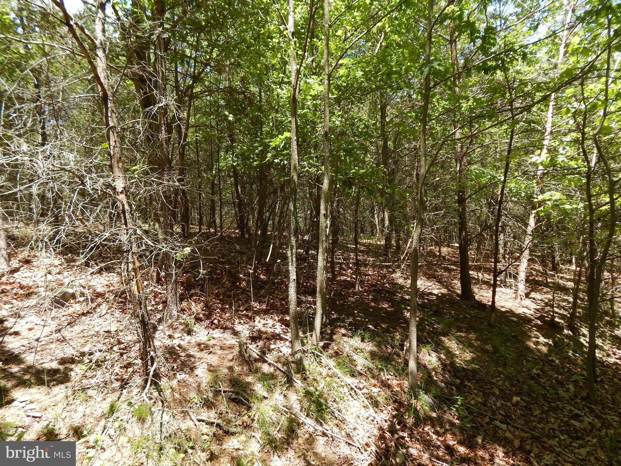 CACAPON SOUTH - Land