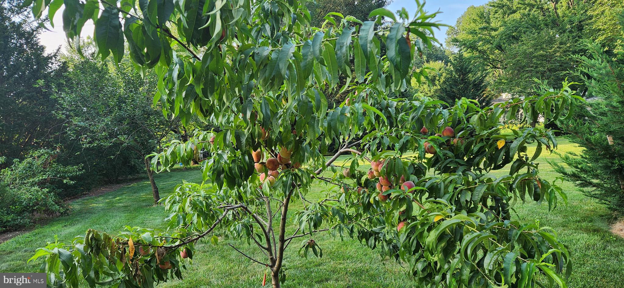 GREEN ACRES - Residential