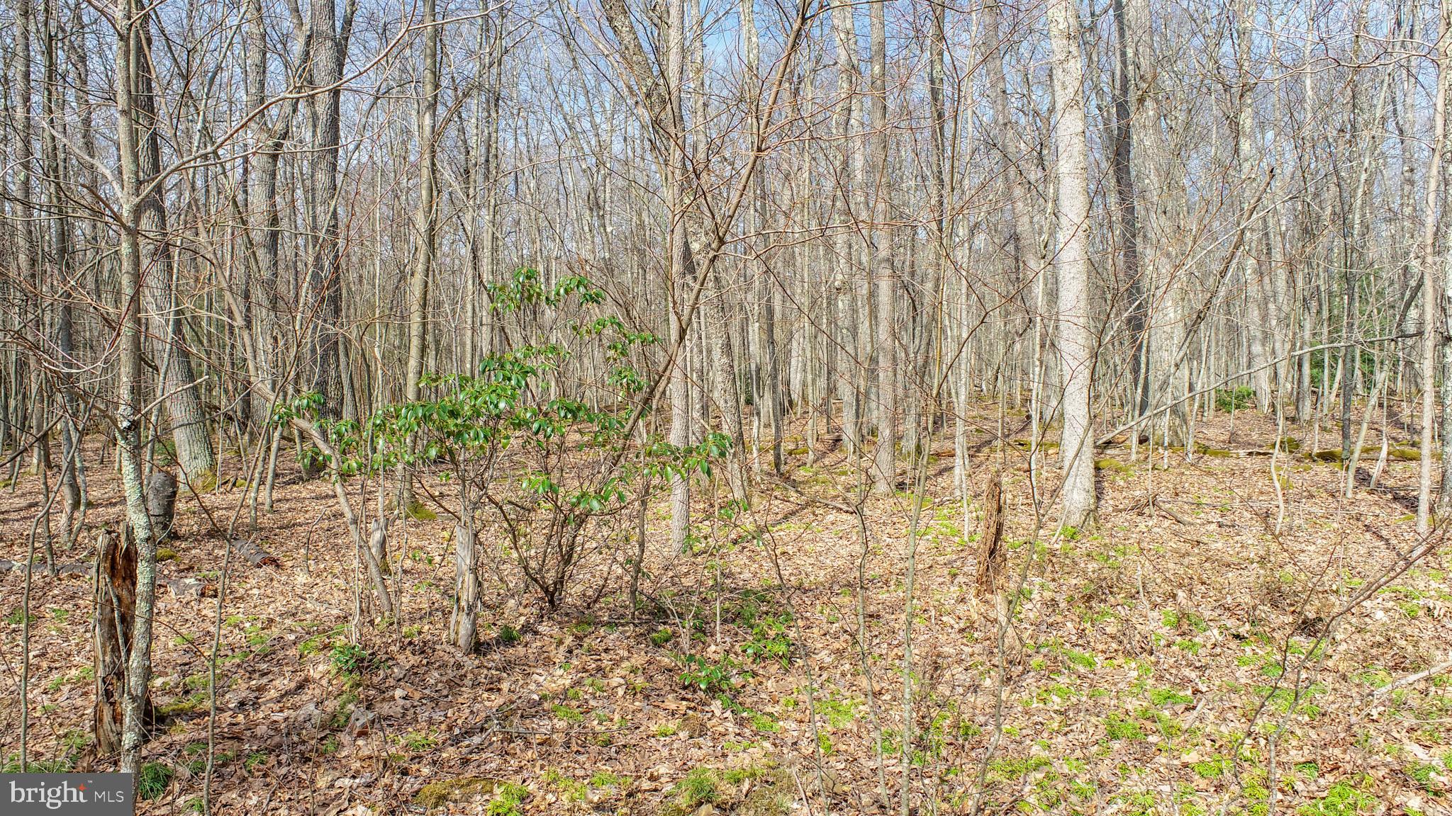 PINEY MOUNTAIN CORP - Land