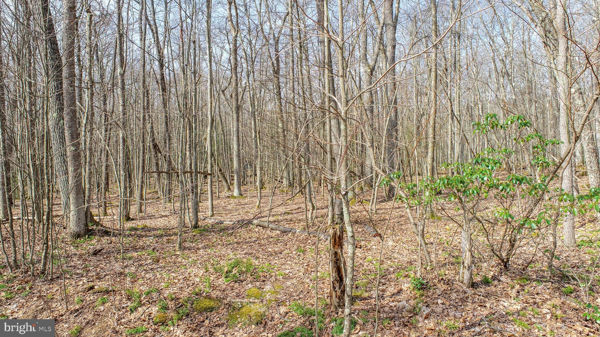 PINEY MOUNTAIN CORP - Land