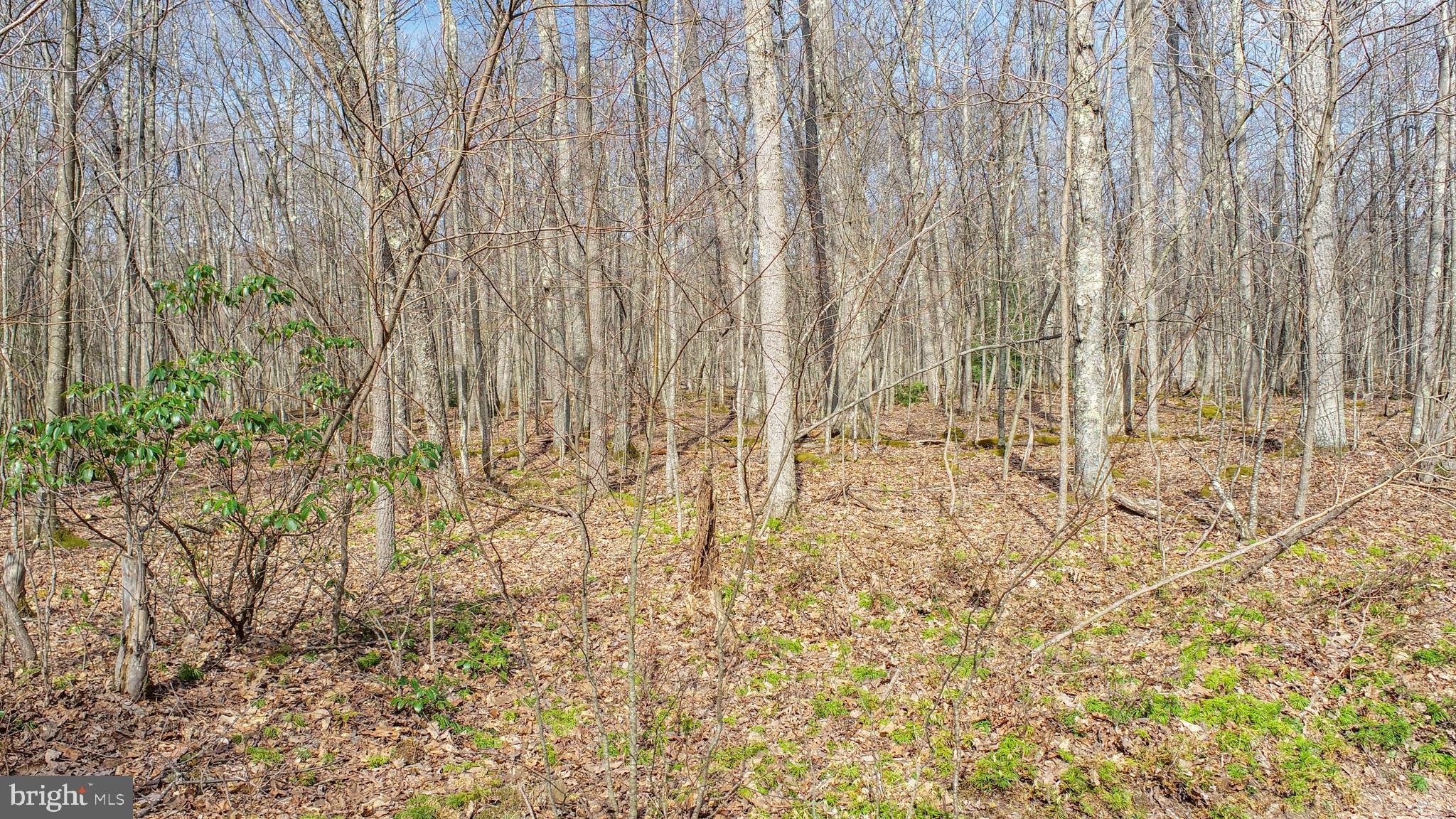 PINEY MOUNTAIN CORP - Land